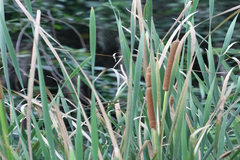 Typha angustata